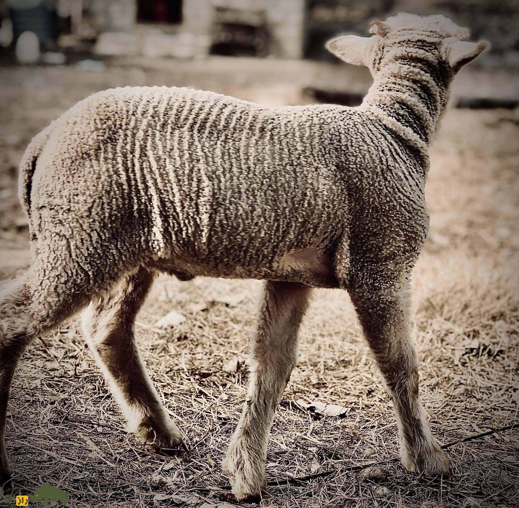 گوسفند پاتان؛ عجیبترین گوسفند پاکستان که پوستی چروک و چین خورده و دمی دراز مثل دم سگ دارد! گوسفند پاتان