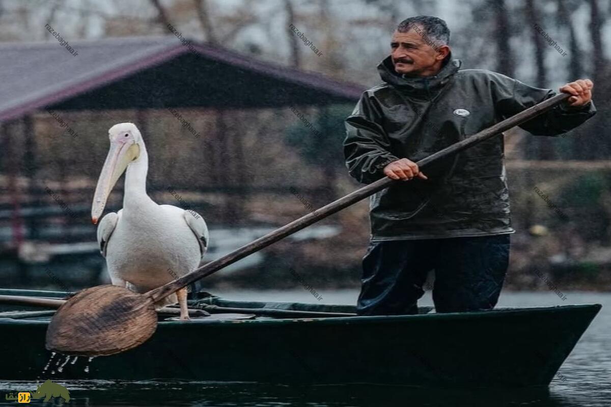 عمو جلال و داگلاس؛ پلیکان مهاجری که ۸ سال است در انزلی کنار صیاد ۵۶ ساله‌ای زندگی می‌کنند