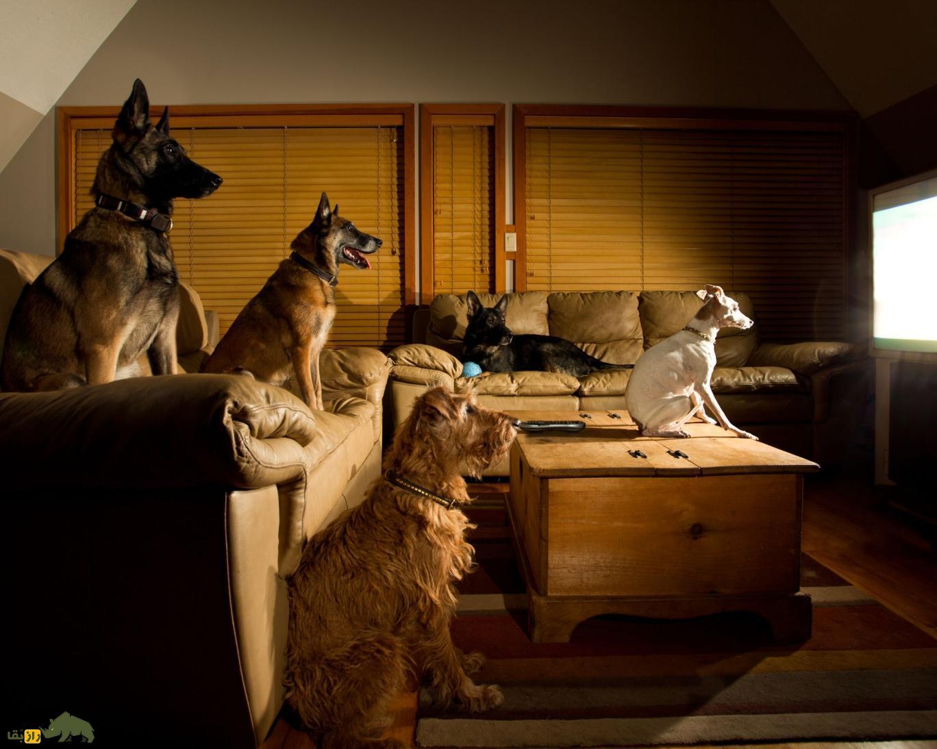 سگها واقعا تلویزیون تماشا میکنند؟ سگها چه نوع فیلمهایی را دوست دارند؟ سگها واقعا تلویزیون تماشا میکنند؟ سگها چه نوع فیلمهایی را دوست دارند؟