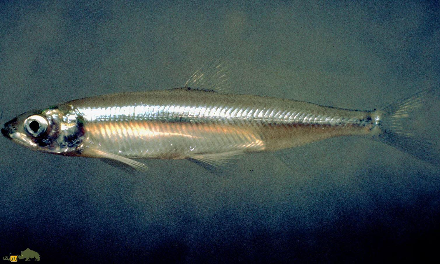 delta smelt