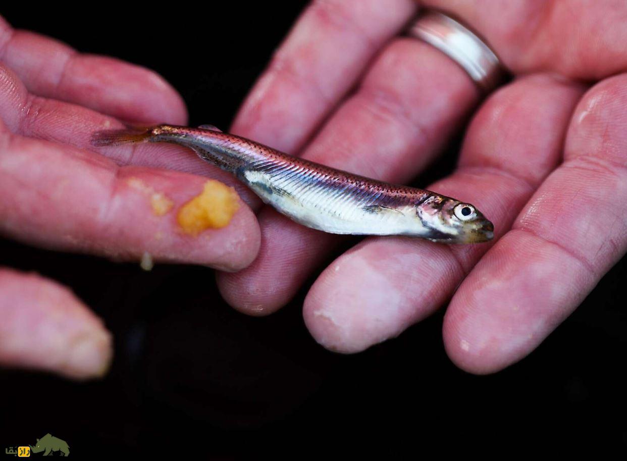 delta smelt