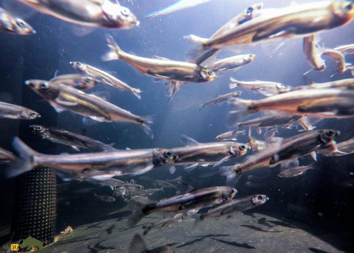 delta smelt