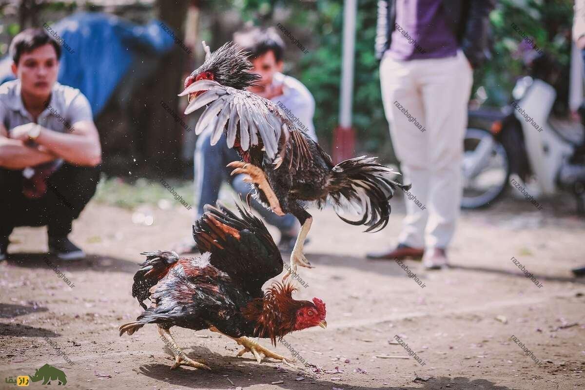 رضا محمدی دهتن رضا محمدی دهتن