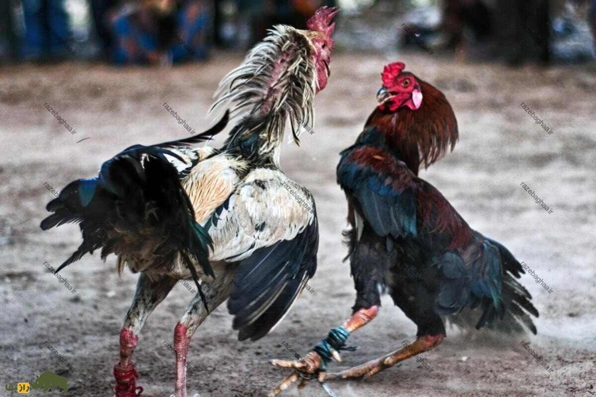 رضا محمدی دهتن رضا محمدی دهتن