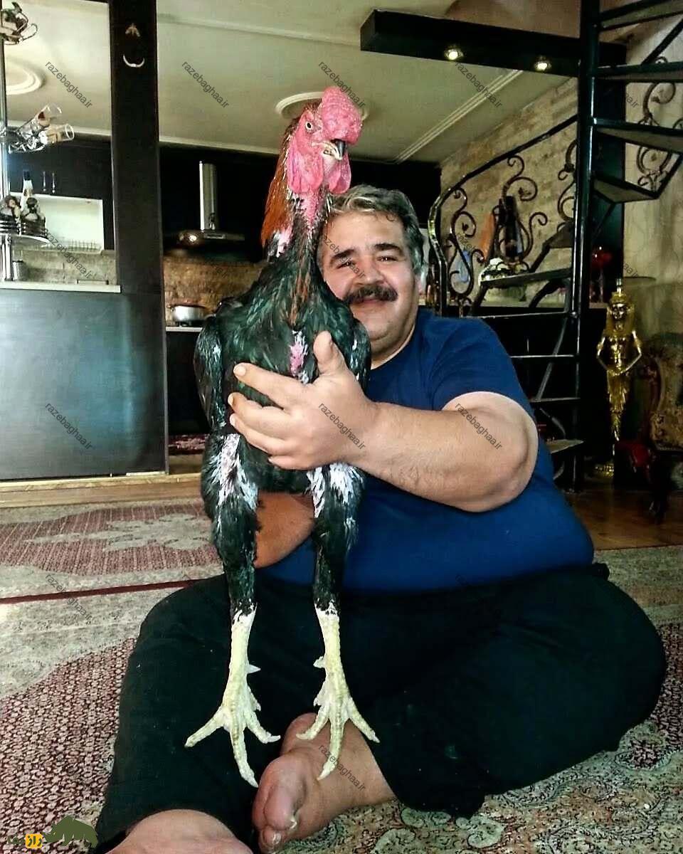 رضا محمدی دهتن رضا محمدی دهتن