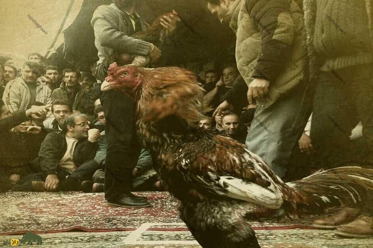 رضا محمدی دهتن رضا محمدی دهتن