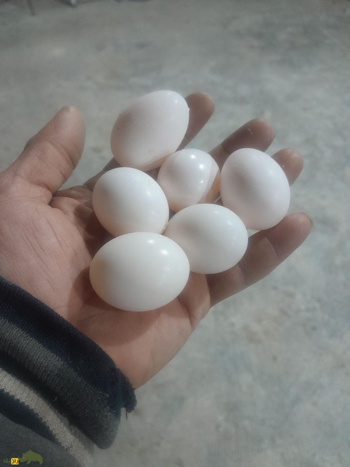 خواص و ضررهای عجیب تخم کبوتر؛ آیا واقعا تخم کبوتر معجره میکند؟ تخم کبوتر در دستان یک مرد