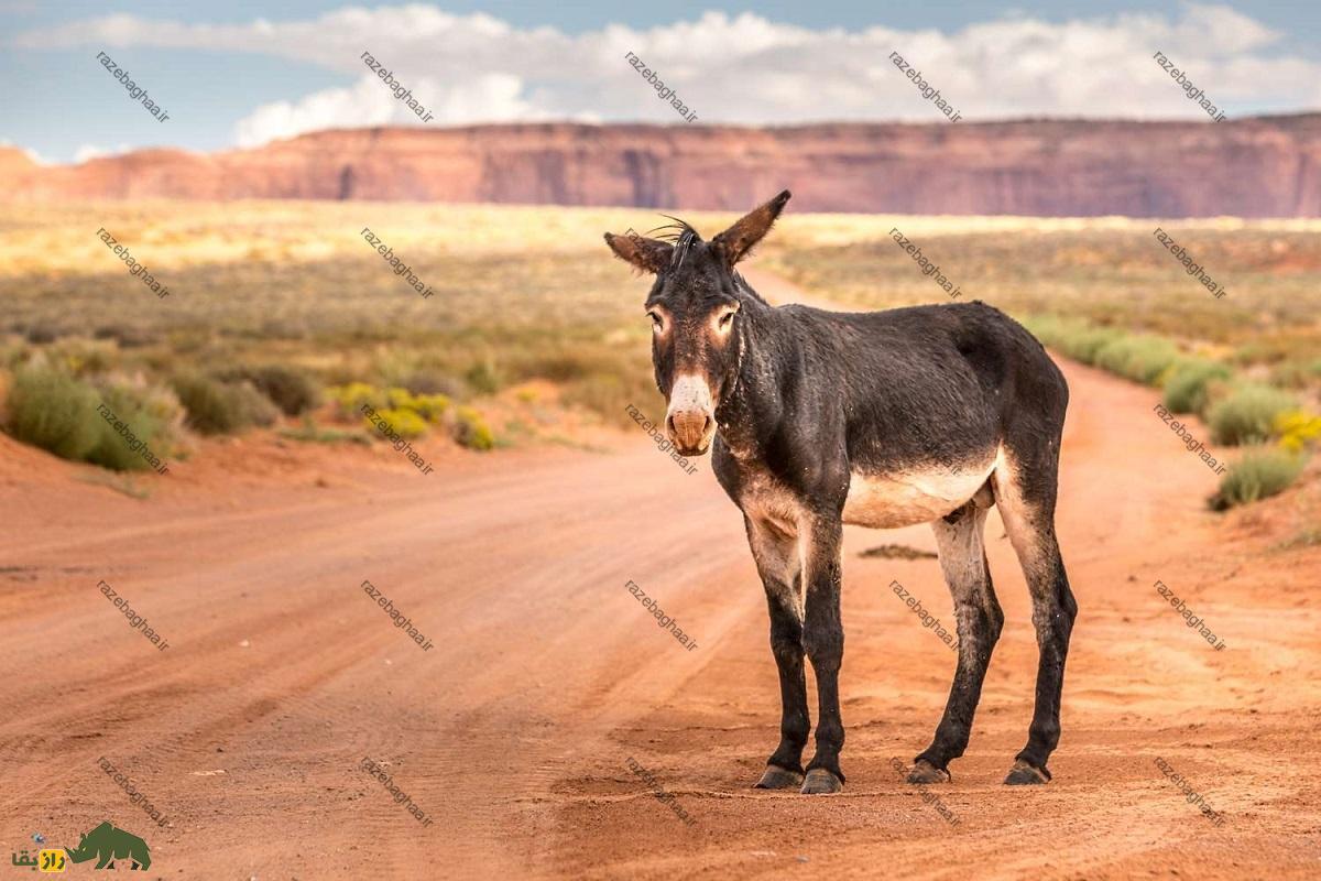 قاطر نر است یا ماده؟ قاطر نر است یا ماده؟