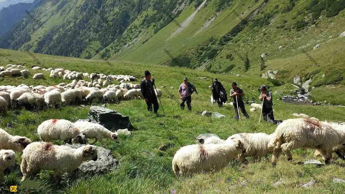 گوسفند گالا: گوسفند خزری و جد نژاد آبشرون که سرآمد گوسفندان آذربایجان است گوسفند گالا: گوسفند خزری و جد نژاد آبشرون که سرآمد گوسفندان آذربایجان است