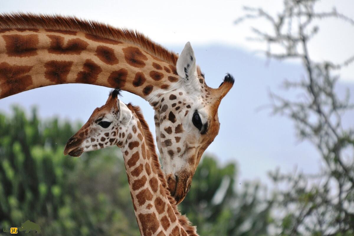 رفتار‌های همجنس‌گرایانه در زرافه‌ها: جنبه‌ای شگفت‌انگیز از زندگی اجتماعی حیات وحش