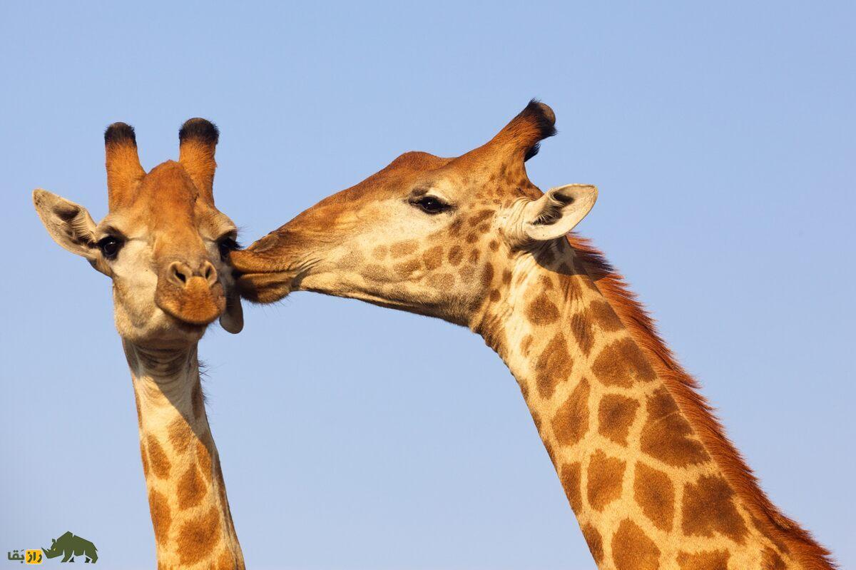 رفتار‌های همجنس‌گرایانه در زرافه‌ها: جنبه‌ای شگفت‌انگیز از زندگی اجتماعی حیات وحش