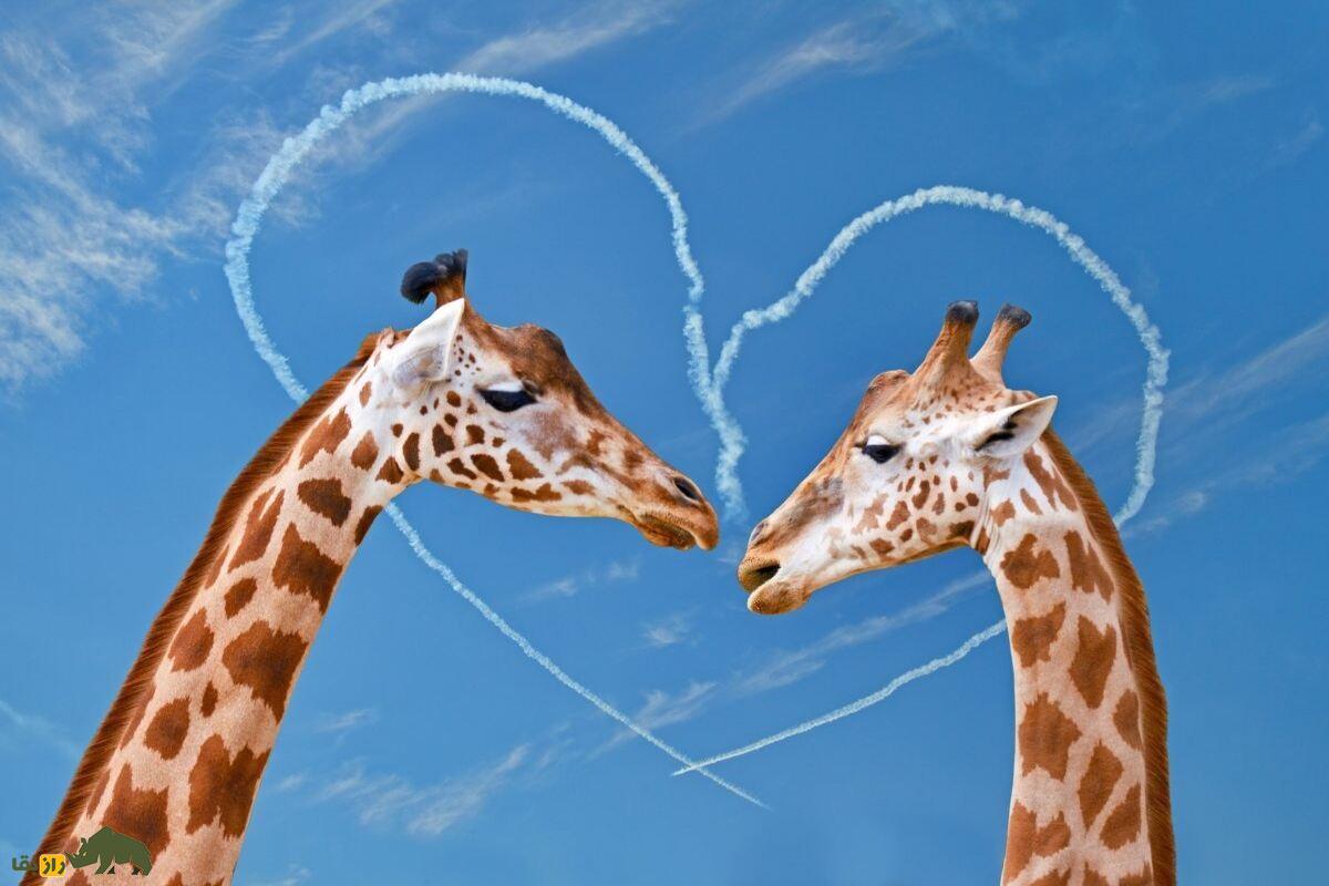 رفتار‌های همجنس‌گرایانه در زرافه‌ها: جنبه‌ای شگفت‌انگیز از زندگی اجتماعی حیات وحش
