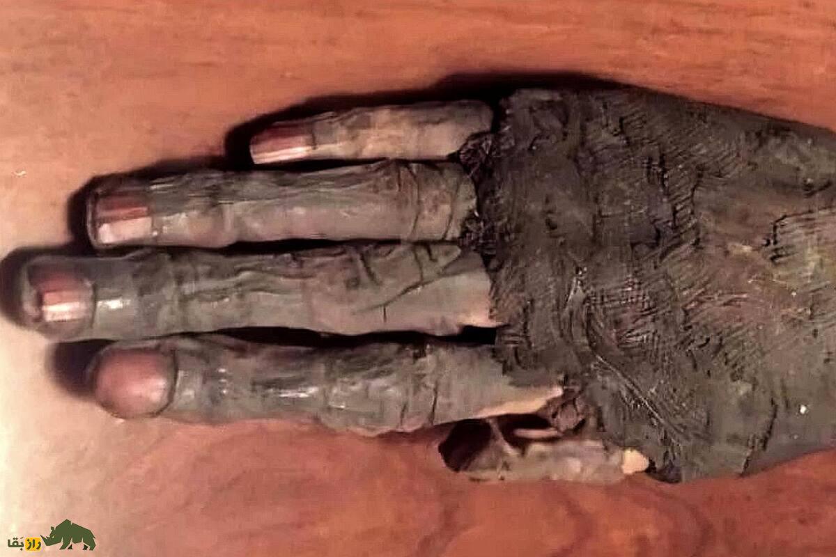 شگفتی تاریخ: کشف دست مومیایی شهبانوی مصری با حنای باقیمانده روی ناخنها شگفتی تاریخ: کشف دست مومیایی شهبانوی مصری با حنای باقیمانده روی ناخنها