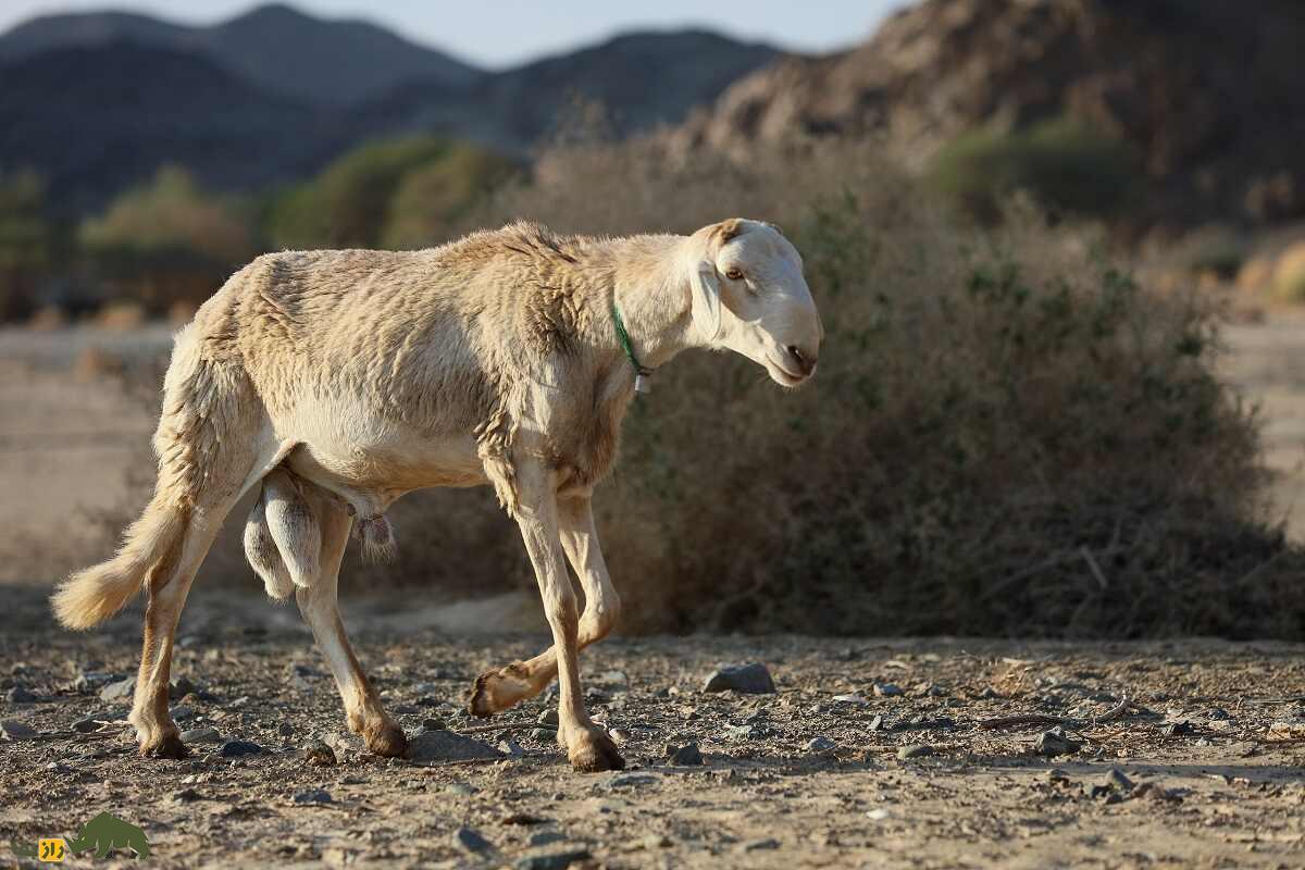 گوسفند زاگاوا؛ گوسفندی سودانی که خار و خاشاک می‌خورد و در خشک‌ترین بیابان جهان زندگی می‌کند!