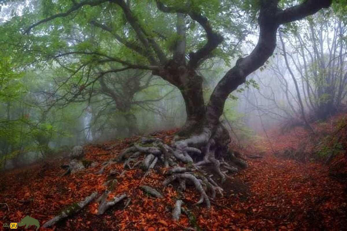 جنگل تسخیرشده Hoia Baciu؛ دروازه‌ای به دنیای ارواح و ناپدیدشدگان!