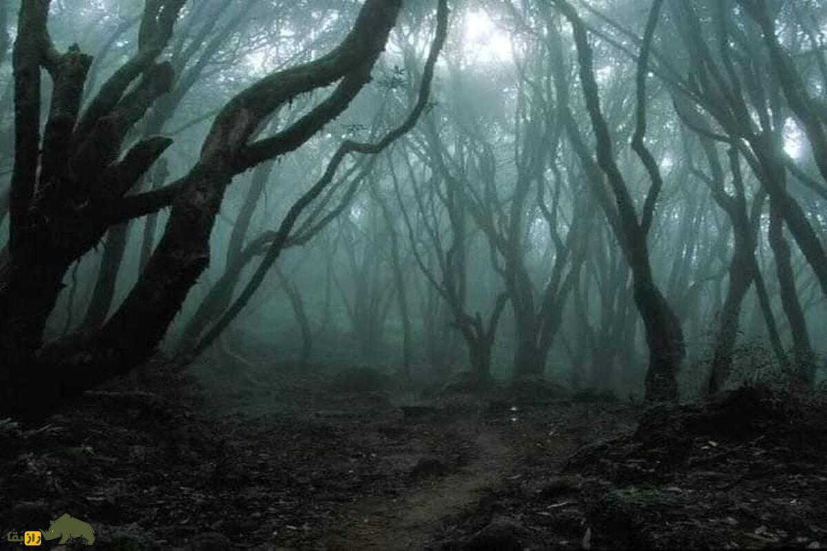 جنگل تسخیرشده Hoia Baciu؛ دروازه‌ای به دنیای ارواح و ناپدیدشدگان!