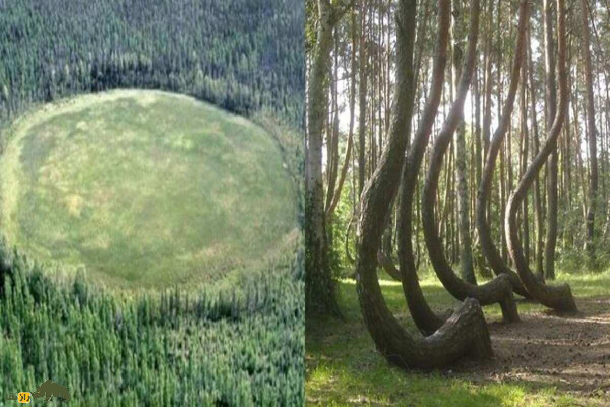 جنگل تسخیرشده Hoia Baciu؛ دروازه‌ای به دنیای ارواح و ناپدیدشدگان!