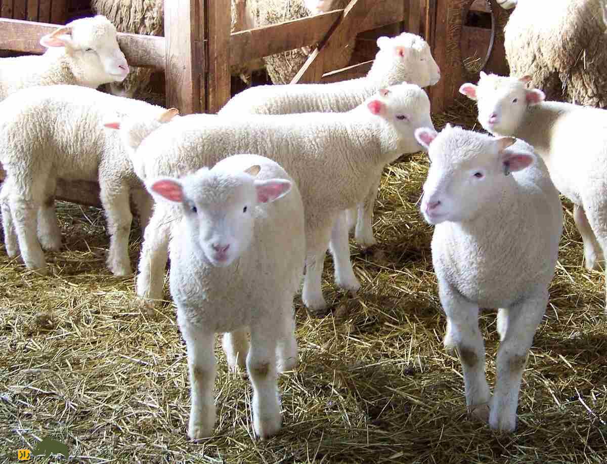 گوسفند ریدو آرکات؛ گوسفند ۱۰۰ کیلویی کانادایی که به زایش سهقلو در جهان معروف است گوسفند ریدو آرکات