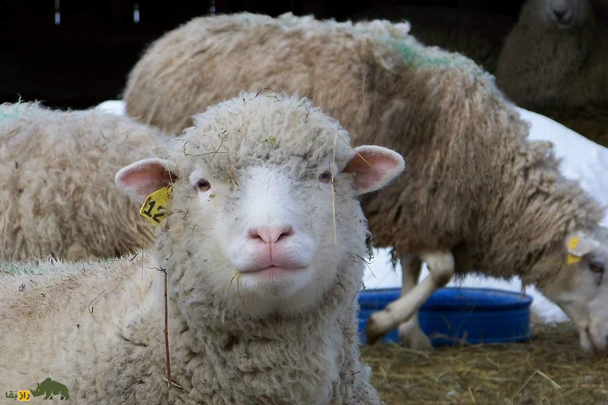 گوسفند ریدو آرکات؛ گوسفند ۱۰۰ کیلویی کانادایی که به زایش سهقلو در جهان معروف است گوسفند ریدو آرکات