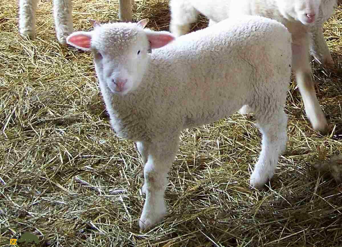 گوسفند ریدو آرکات؛ گوسفند ۱۰۰ کیلویی کانادایی که به زایش سهقلو در جهان معروف است گوسفند ریدو آرکات