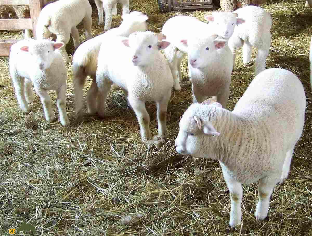 گوسفند ریدو آرکات؛ گوسفند ۱۰۰ کیلویی کانادایی که به زایش سهقلو در جهان معروف است گوسفند ریدو آرکات؛ گوسفند ۱۰۰ کیلویی کانادایی که به زایش سهقلو در جهان معروف است