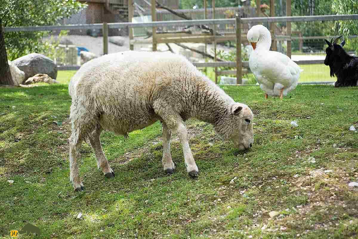 گوسفند ریدو آرکات؛ گوسفند ۱۰۰ کیلویی کانادایی که به زایش سهقلو در جهان معروف است گوسفند ریدو آرکات