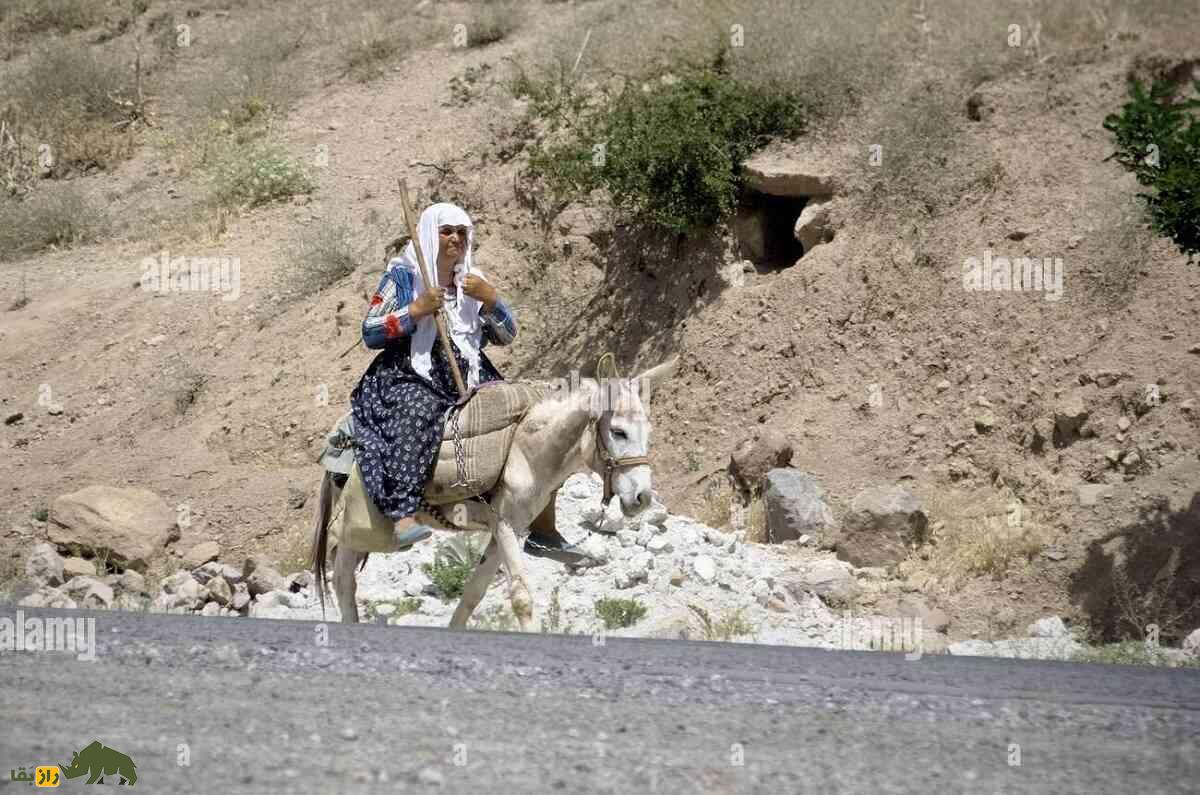 خر آناتولی؛ خر ساکن ترکیه که بااستقامتترین خر جهان است خر آناتولی؛ خر ساکن ترکیه که بااستقامتترین خر جهان است