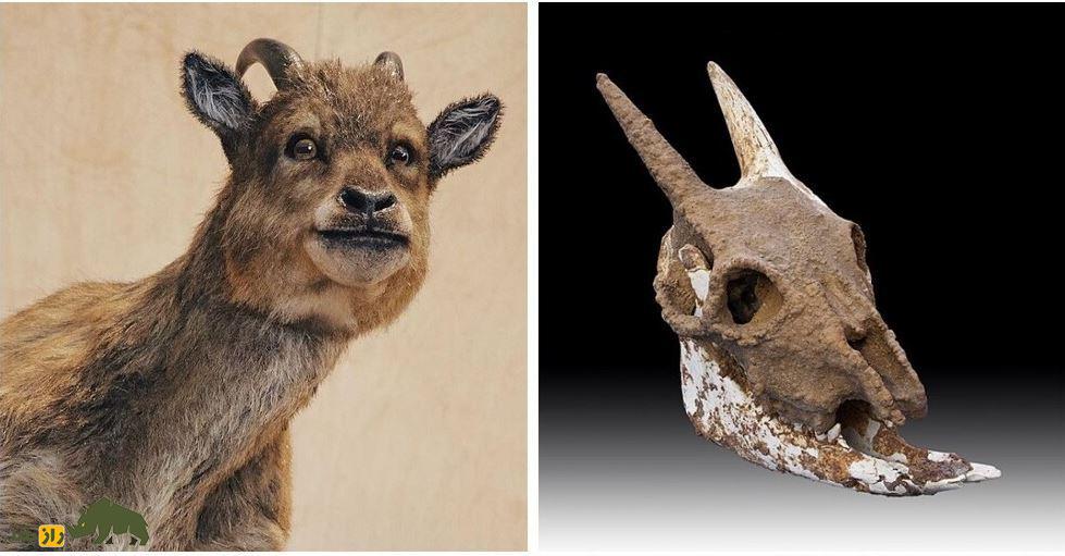 میوتراگوس؛ عجیب‌ترین بُز جهان که شبیه کروکودیل بود و در ۱۲ سالگی به بلوغ می‌رسید!