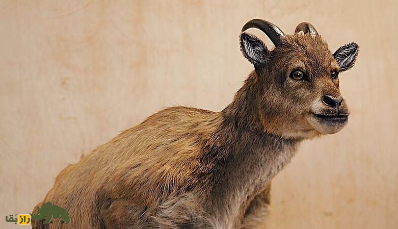 میوتراگوس؛ عجیب‌ترین بُز جهان که شبیه کروکودیل بود و در ۱۲ سالگی به بلوغ می‌رسید!