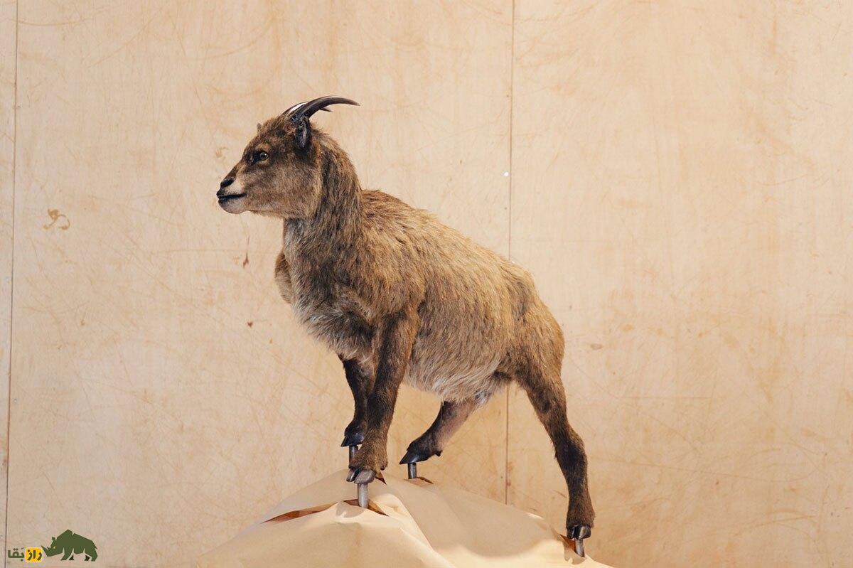 میوتراگوس؛ عجیب‌ترین بُز جهان که شبیه کروکودیل بود و در ۱۲ سالگی به بلوغ می‌رسید!