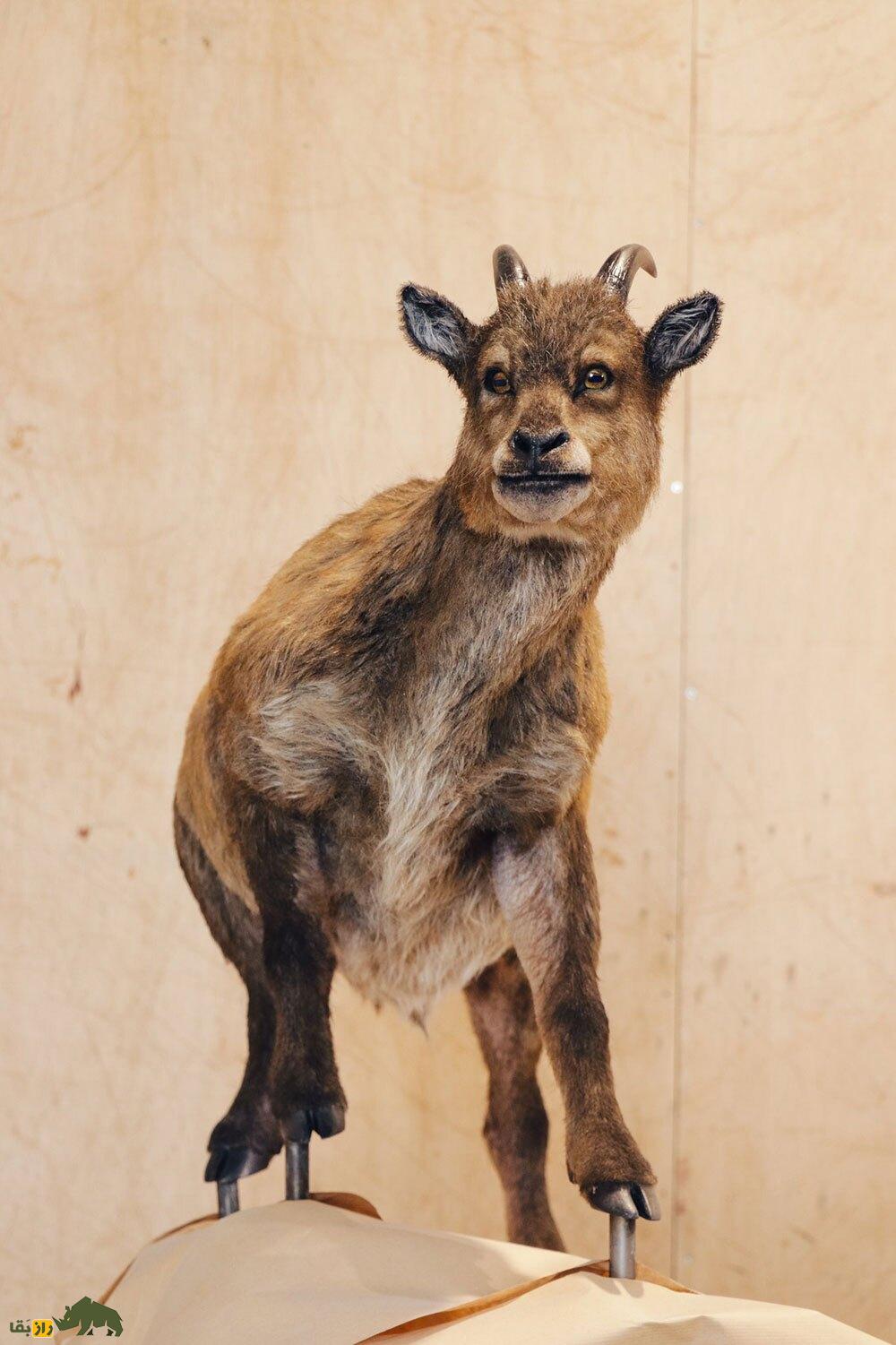 میوتراگوس؛ عجیب‌ترین بُز جهان که شبیه کروکودیل بود و در ۱۲ سالگی به بلوغ می‌رسید!