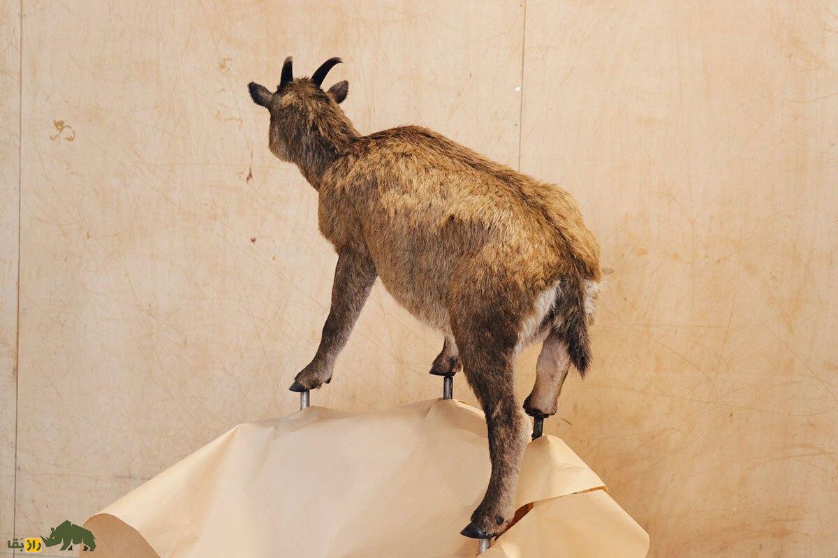 میوتراگوس؛ عجیب‌ترین بُز جهان که شبیه کروکودیل بود و در ۱۲ سالگی به بلوغ می‌رسید!