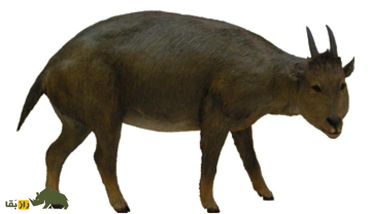 میوتراگوس؛ عجیب‌ترین بُز جهان که شبیه کروکودیل بود و در ۱۲ سالگی به بلوغ می‌رسید!