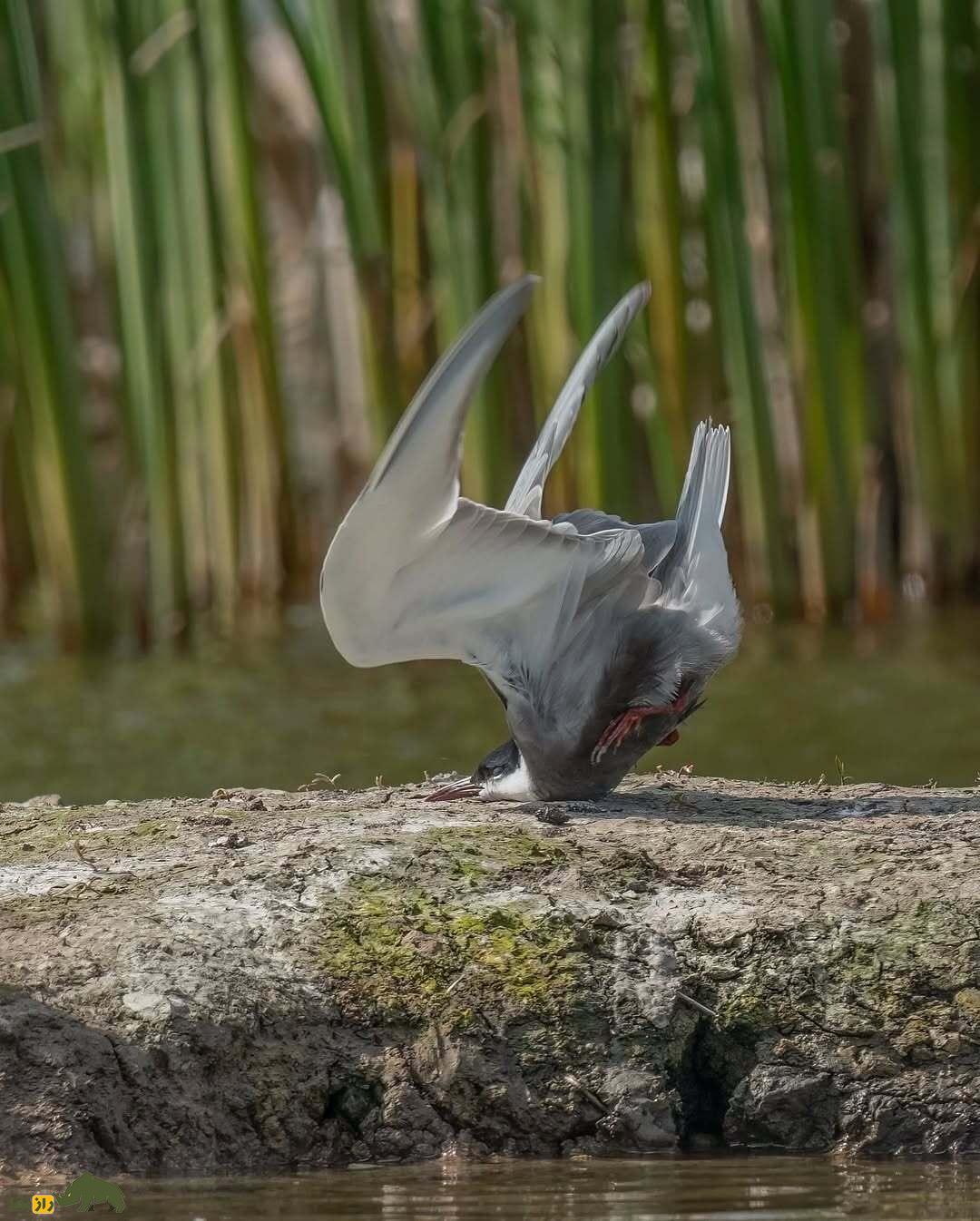 خندهدارترین تصاویر از حیاتوحش؛ از چهره عقاب بعد از دعوا تا ژست گوریل! خندهدارترین تصاویر از حیاتوحش؛ از چهره عقاب بعد از دعوا تا ژست گوریل!