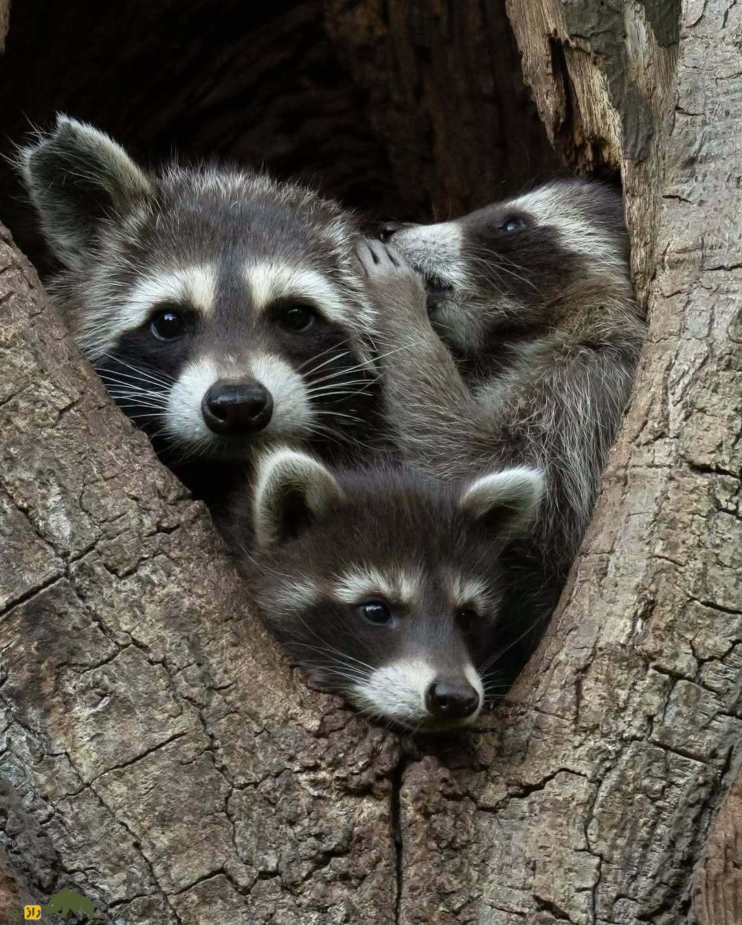 خندهدارترین تصاویر از حیاتوحش؛ از چهره عقاب بعد از دعوا تا ژست گوریل! خندهدارترین تصاویر از حیاتوحش؛ از چهره عقاب بعد از دعوا تا ژست گوریل!