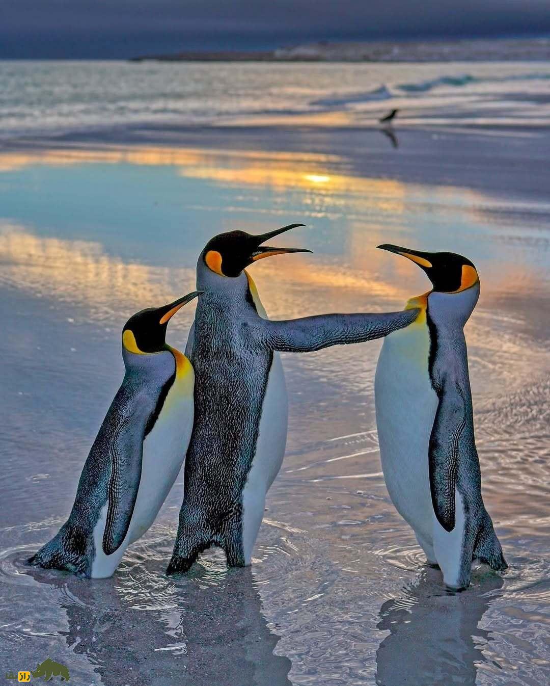 خندهدارترین تصاویر از حیاتوحش؛ از چهره عقاب بعد از دعوا تا ژست گوریل! خندهدارترین تصاویر از حیاتوحش؛ از چهره عقاب بعد از دعوا تا ژست گوریل!