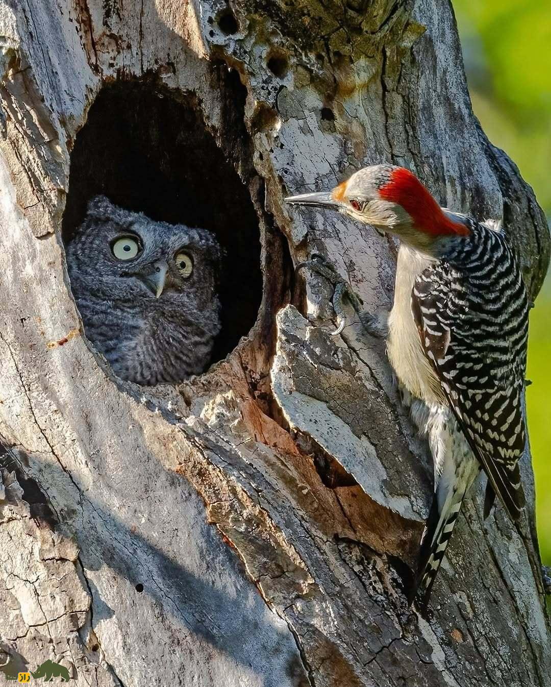 خندهدارترین تصاویر از حیاتوحش؛ از چهره عقاب بعد از دعوا تا ژست گوریل! خندهدارترین تصاویر از حیاتوحش؛ از چهره عقاب بعد از دعوا تا ژست گوریل!