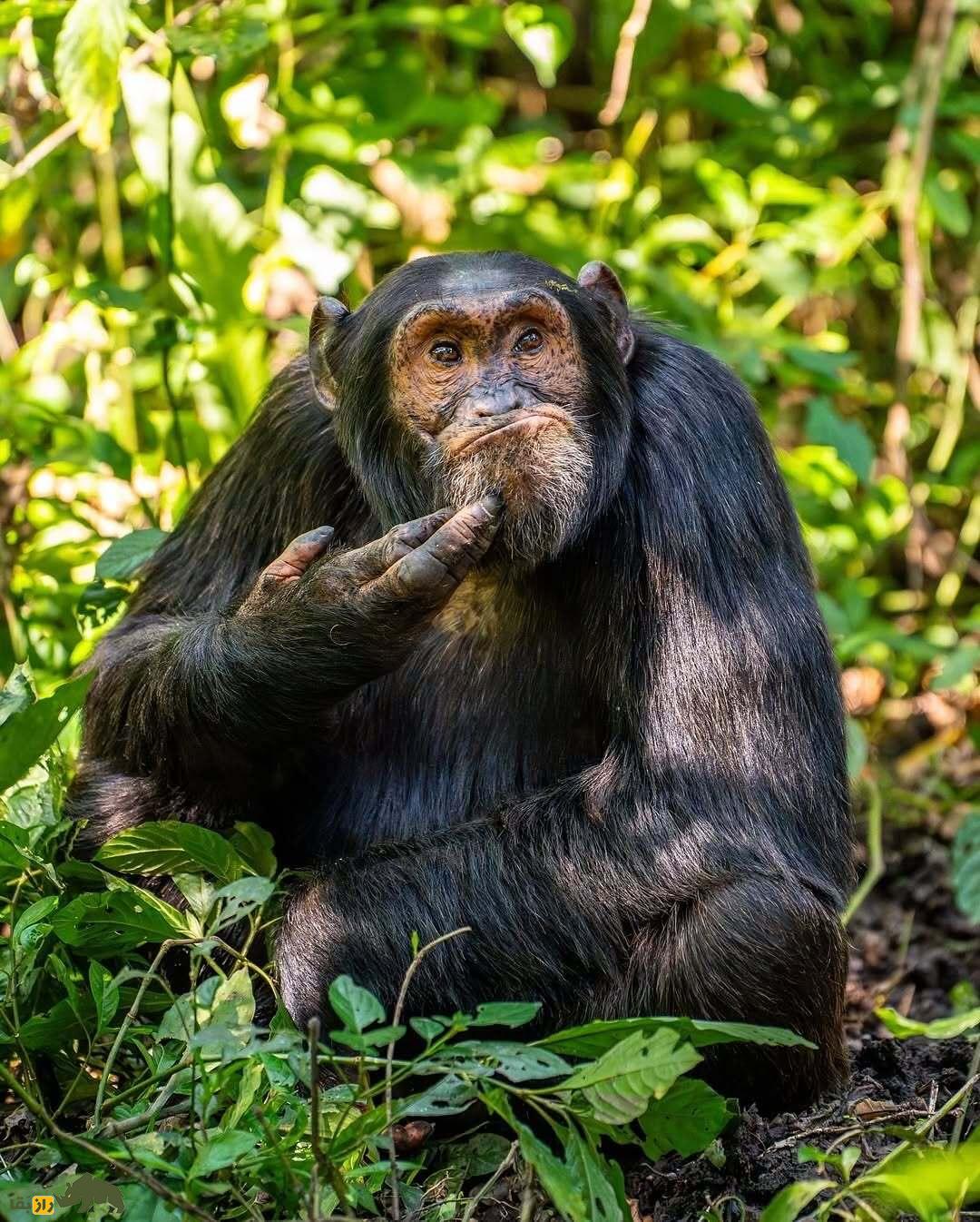 خندهدارترین تصاویر از حیاتوحش؛ از چهره عقاب بعد از دعوا تا ژست گوریل! خندهدارترین تصاویر از حیاتوحش؛ از چهره عقاب بعد از دعوا تا ژست گوریل!