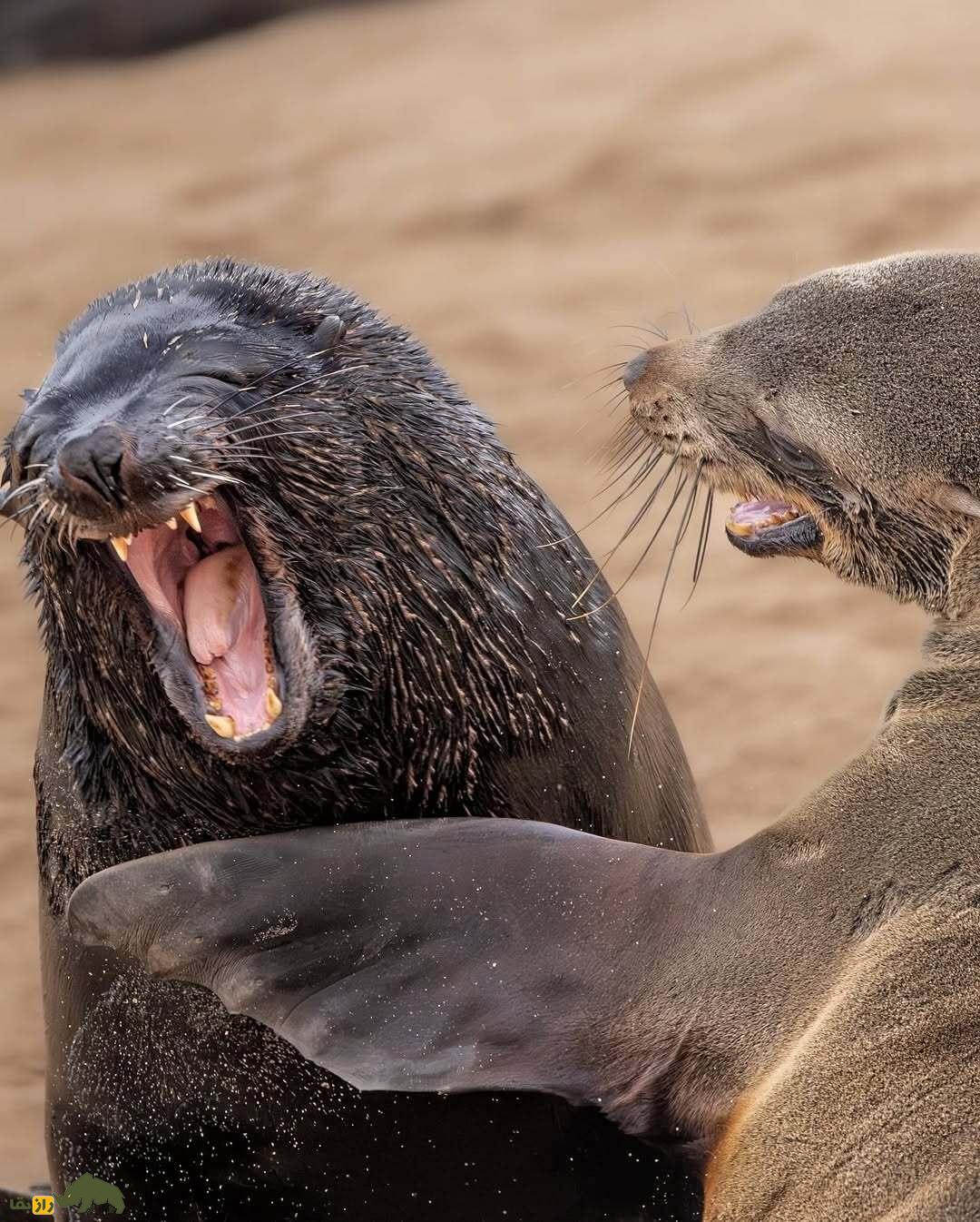 خندهدارترین تصاویر از حیاتوحش؛ از چهره عقاب بعد از دعوا تا ژست گوریل! خندهدارترین تصاویر از حیاتوحش؛ از چهره عقاب بعد از دعوا تا ژست گوریل!