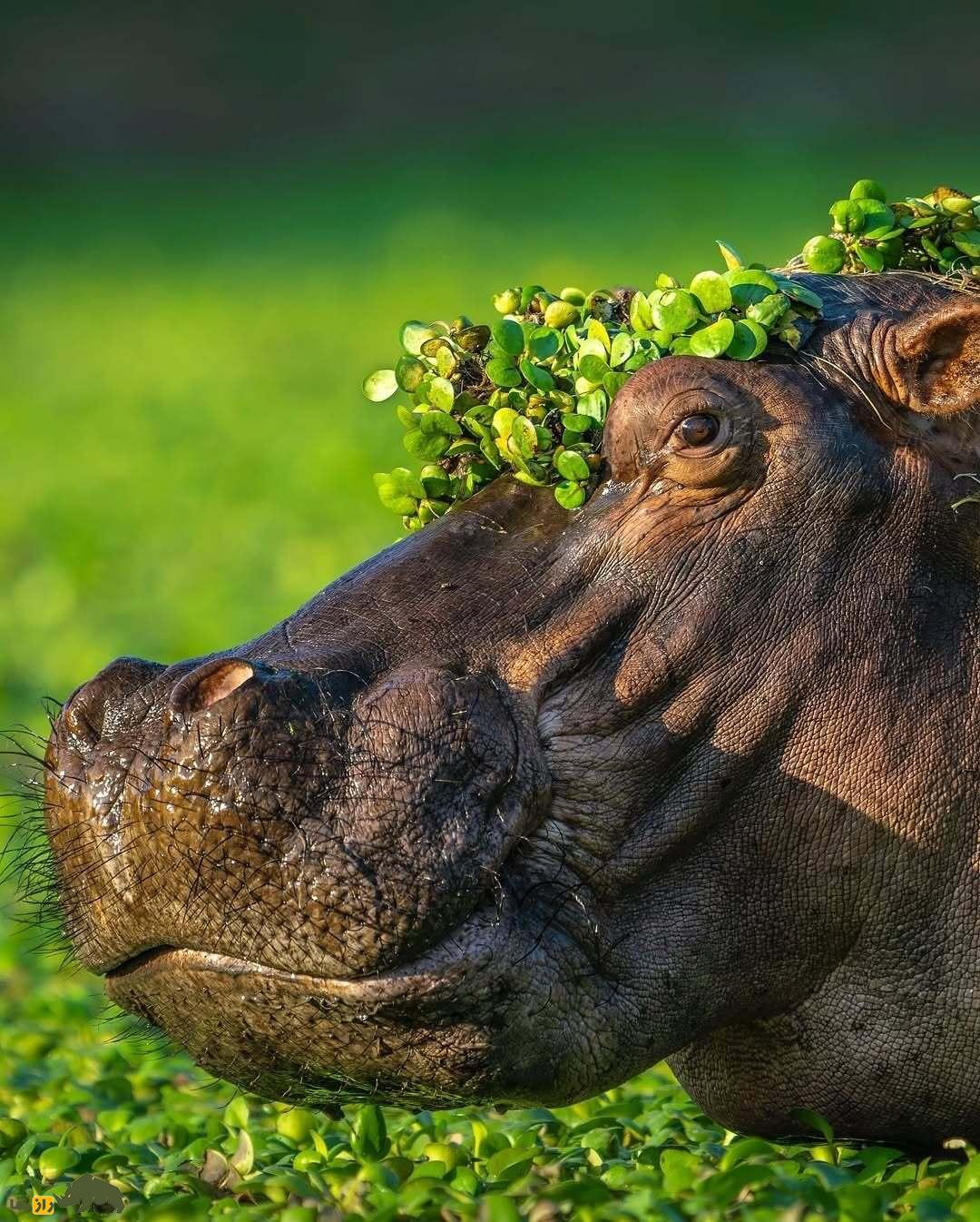 خندهدارترین تصاویر از حیاتوحش؛ از چهره عقاب بعد از دعوا تا ژست گوریل! خندهدارترین تصاویر از حیاتوحش؛ از چهره عقاب بعد از دعوا تا ژست گوریل!