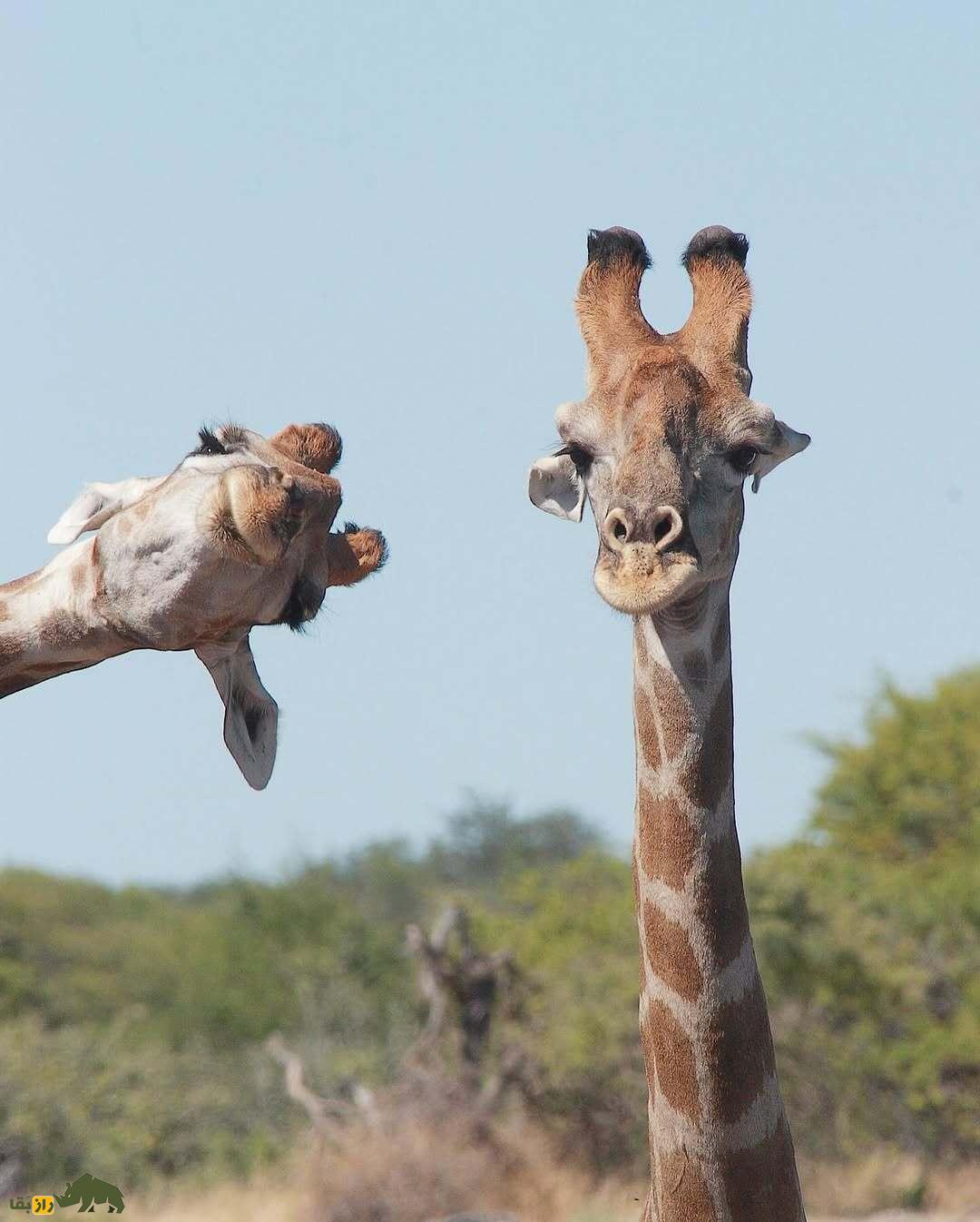 خندهدارترین تصاویر از حیاتوحش؛ از چهره عقاب بعد از دعوا تا ژست گوریل! خندهدارترین تصاویر از حیاتوحش؛ از چهره عقاب بعد از دعوا تا ژست گوریل!