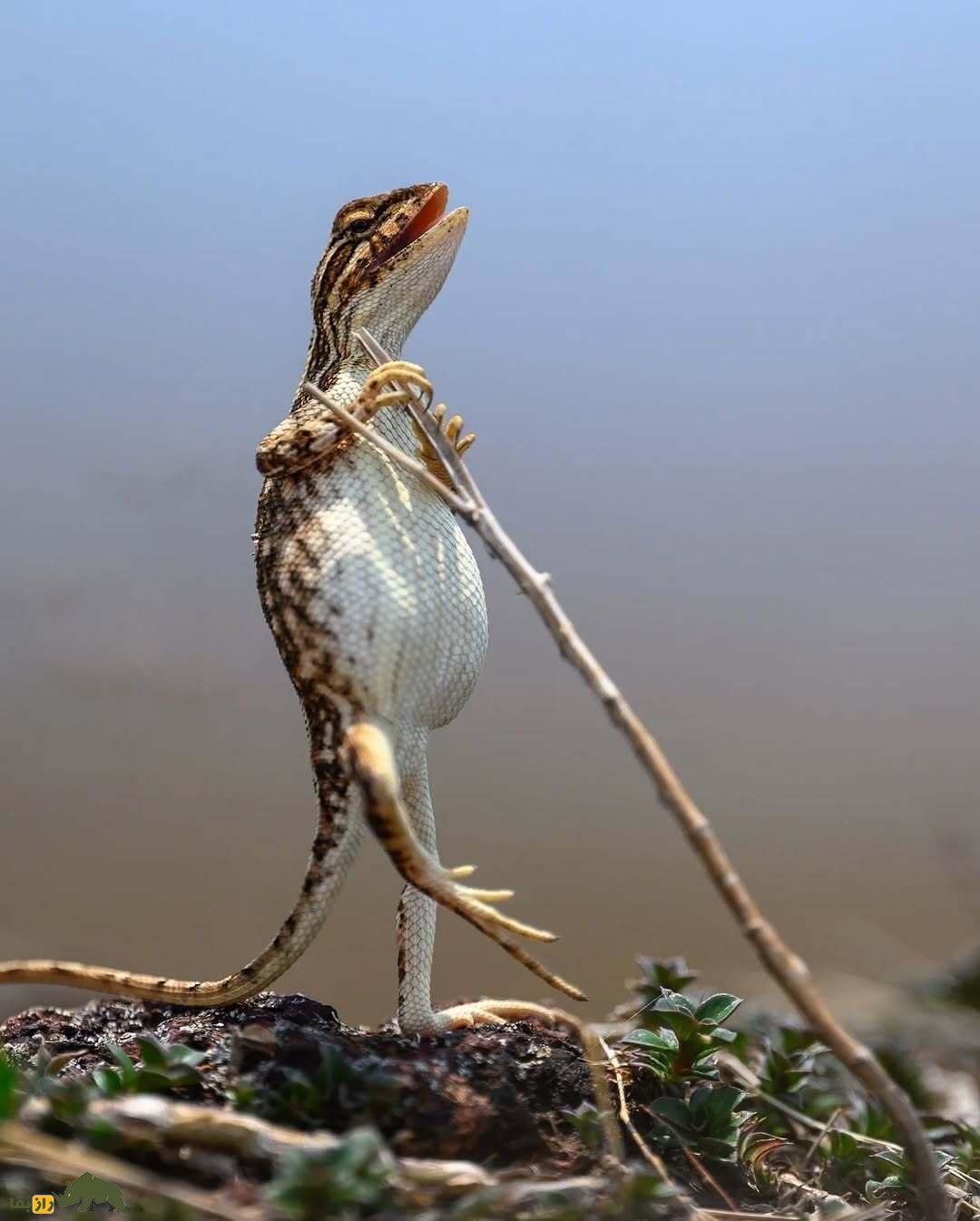 خندهدارترین تصاویر از حیاتوحش؛ از چهره عقاب بعد از دعوا تا ژست گوریل! خندهدارترین تصاویر از حیاتوحش؛ از چهره عقاب بعد از دعوا تا ژست گوریل!