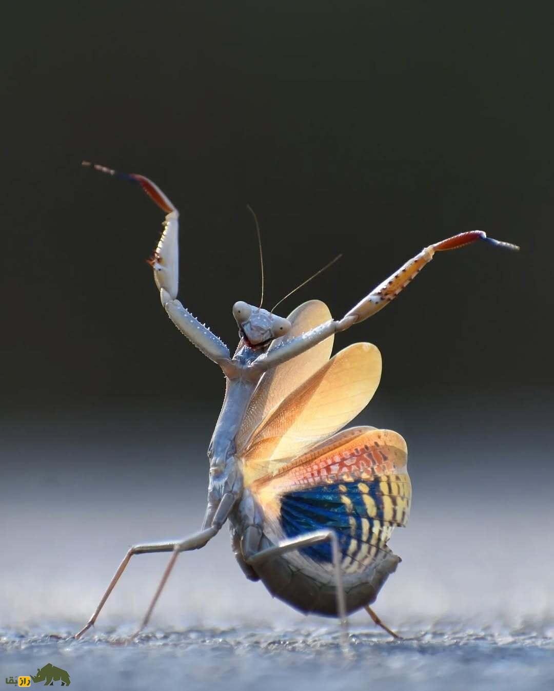 خندهدارترین تصاویر از حیاتوحش؛ از چهره عقاب بعد از دعوا تا ژست گوریل! خندهدارترین تصاویر از حیاتوحش؛ از چهره عقاب بعد از دعوا تا ژست گوریل!