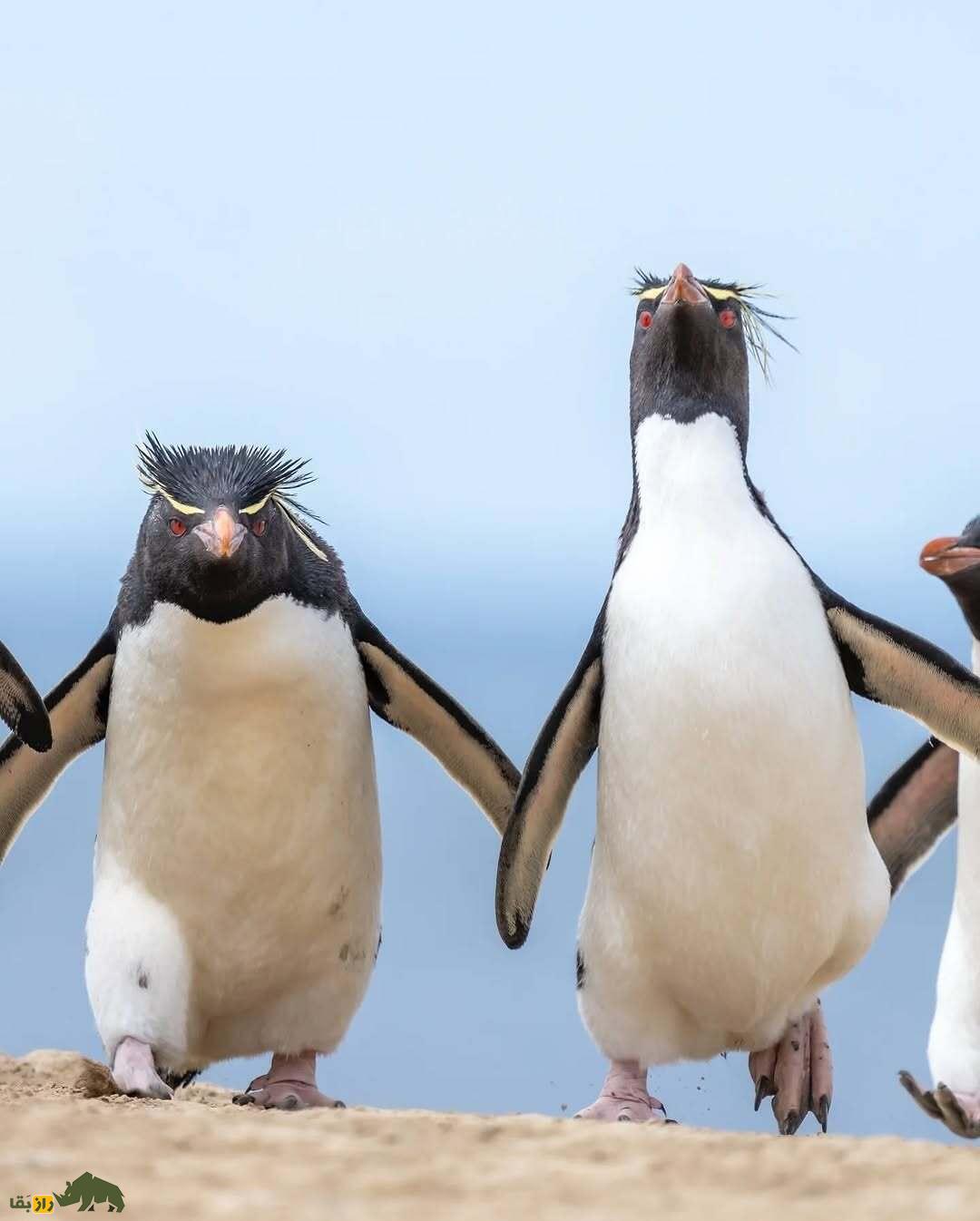 خندهدارترین تصاویر از حیاتوحش؛ از چهره عقاب بعد از دعوا تا ژست گوریل! خندهدارترین تصاویر از حیاتوحش؛ از چهره عقاب بعد از دعوا تا ژست گوریل!