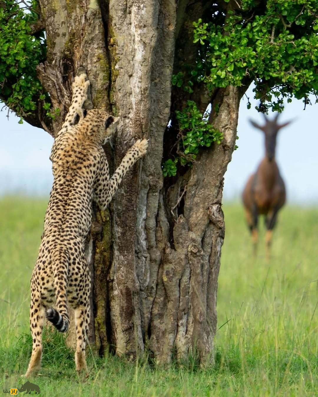 خندهدارترین تصاویر از حیاتوحش؛ از چهره عقاب بعد از دعوا تا ژست گوریل! خندهدارترین تصاویر از حیاتوحش؛ از چهره عقاب بعد از دعوا تا ژست گوریل!