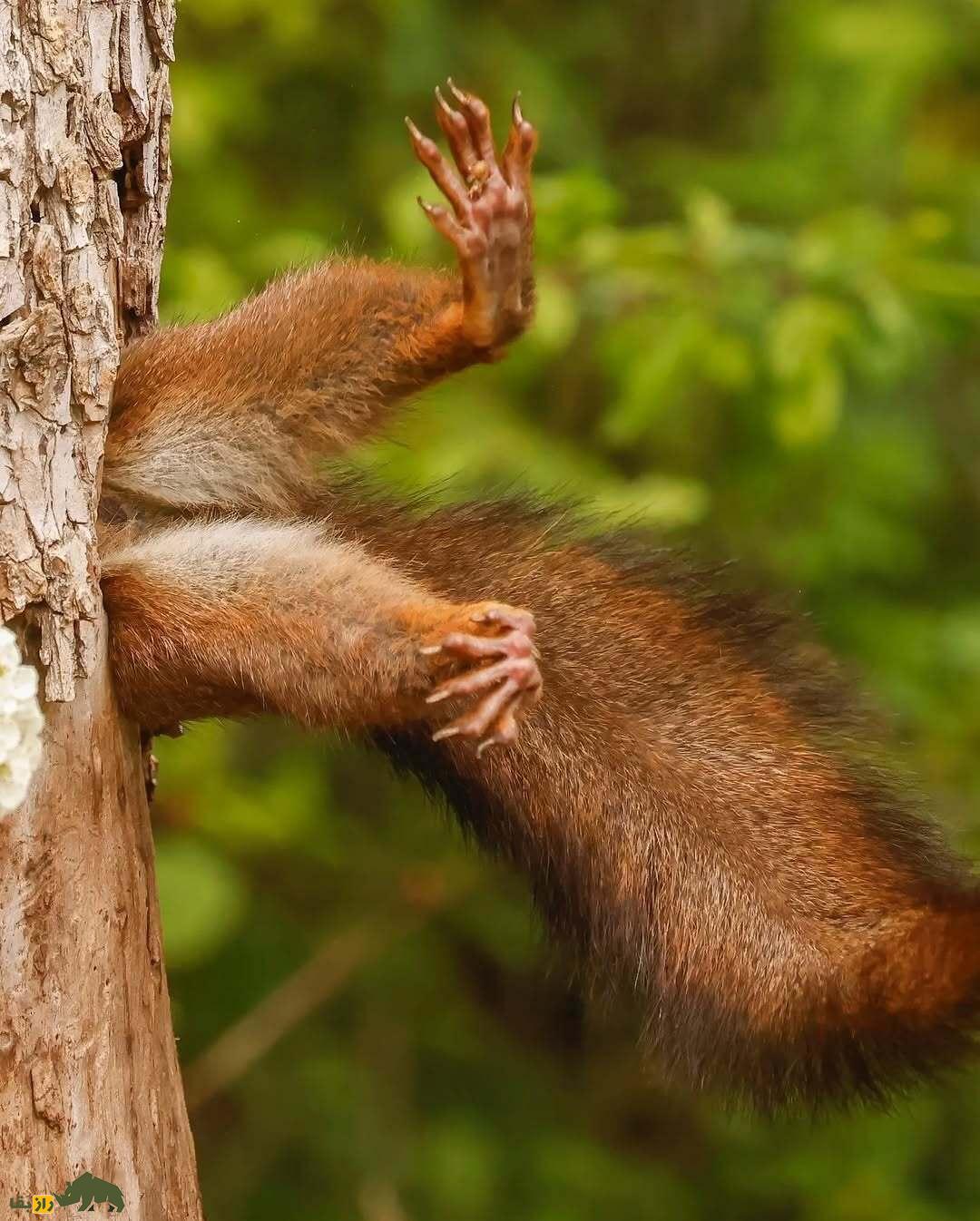 خندهدارترین تصاویر از حیاتوحش؛ از چهره عقاب بعد از دعوا تا ژست گوریل! خندهدارترین تصاویر از حیاتوحش؛ از چهره عقاب بعد از دعوا تا ژست گوریل!