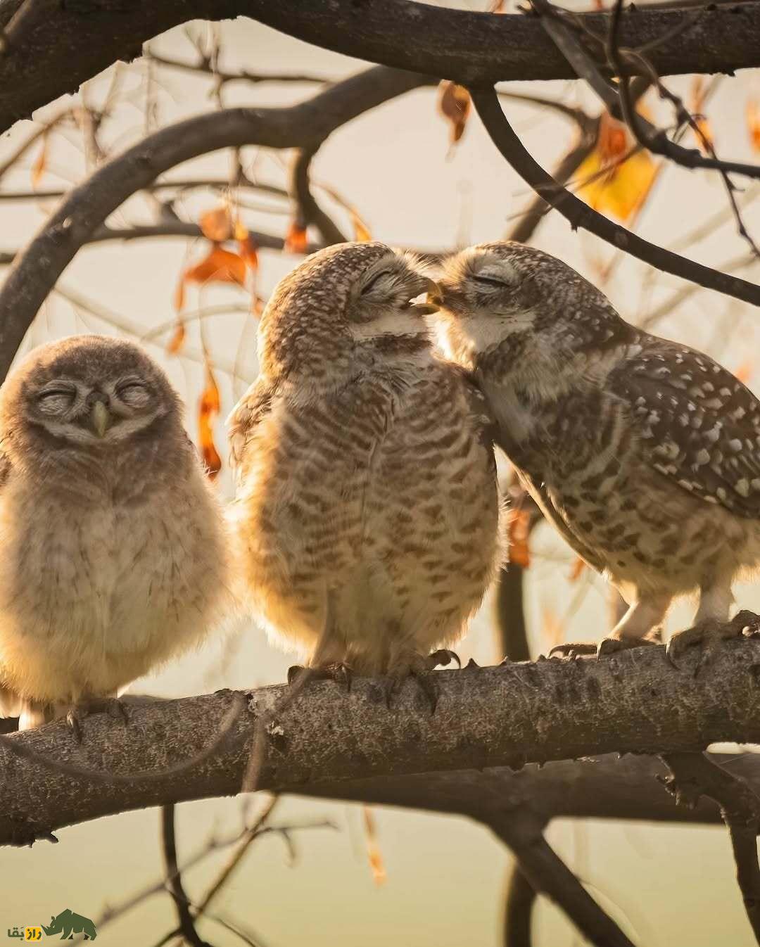 خندهدارترین تصاویر از حیاتوحش؛ از چهره عقاب بعد از دعوا تا ژست گوریل! خندهدارترین تصاویر از حیاتوحش؛ از چهره عقاب بعد از دعوا تا ژست گوریل!