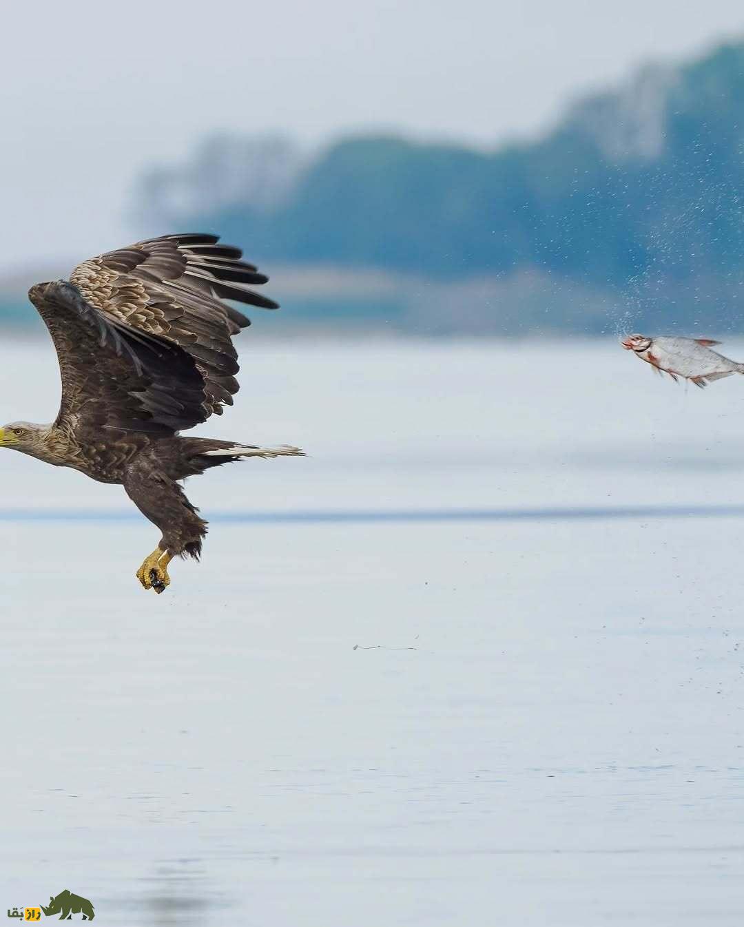 خندهدارترین تصاویر از حیاتوحش؛ از چهره عقاب بعد از دعوا تا ژست گوریل! خندهدارترین تصاویر از حیاتوحش؛ از چهره عقاب بعد از دعوا تا ژست گوریل!