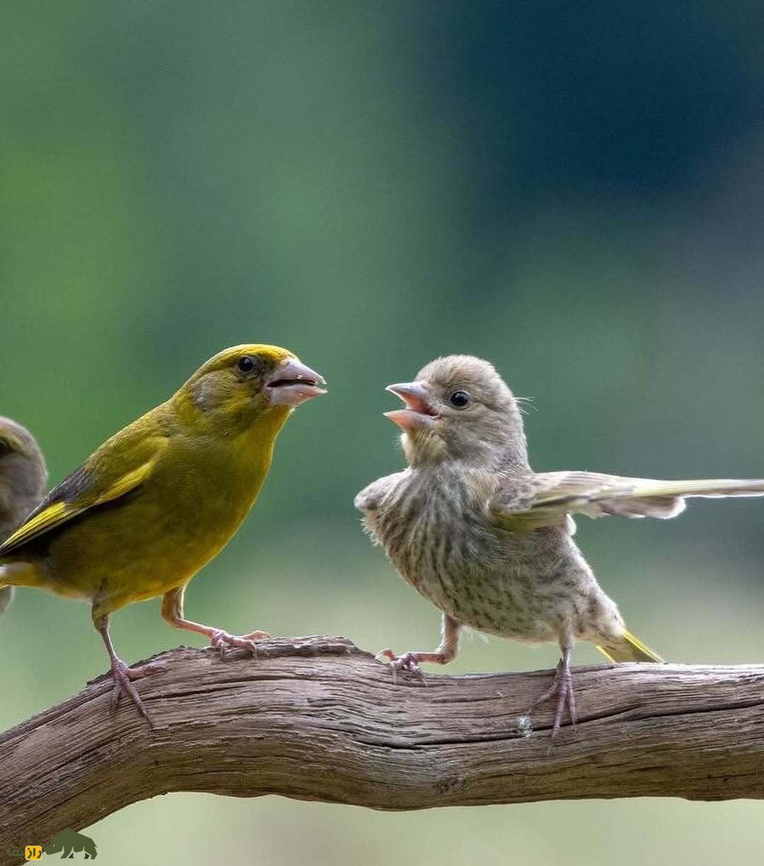 خندهدارترین تصاویر از حیاتوحش؛ از چهره عقاب بعد از دعوا تا ژست گوریل! خندهدارترین تصاویر از حیاتوحش؛ از چهره عقاب بعد از دعوا تا ژست گوریل!