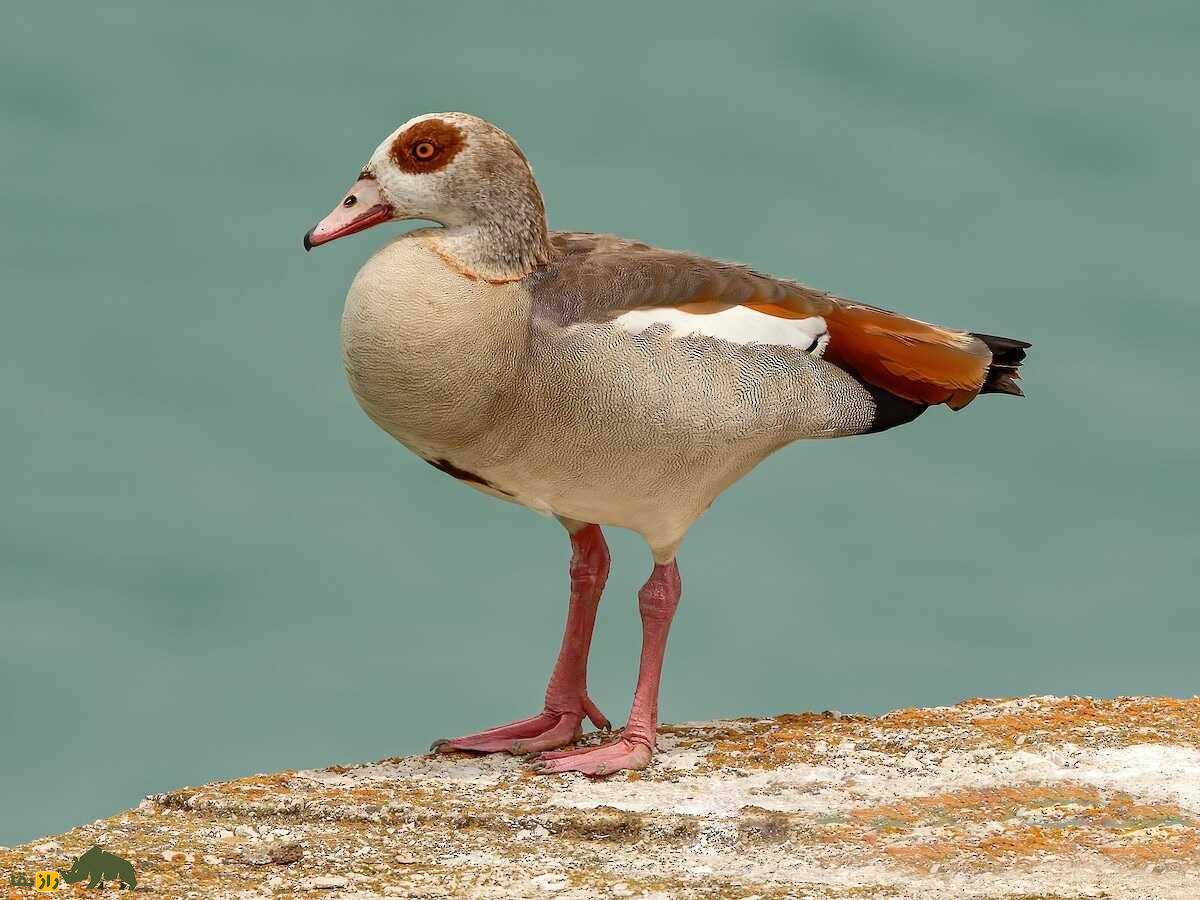 غاز مصری؛ زیباترین غاز دنیا و بسیار تهاجمی که با خدای زمین ارتباط دارد غاز مصری